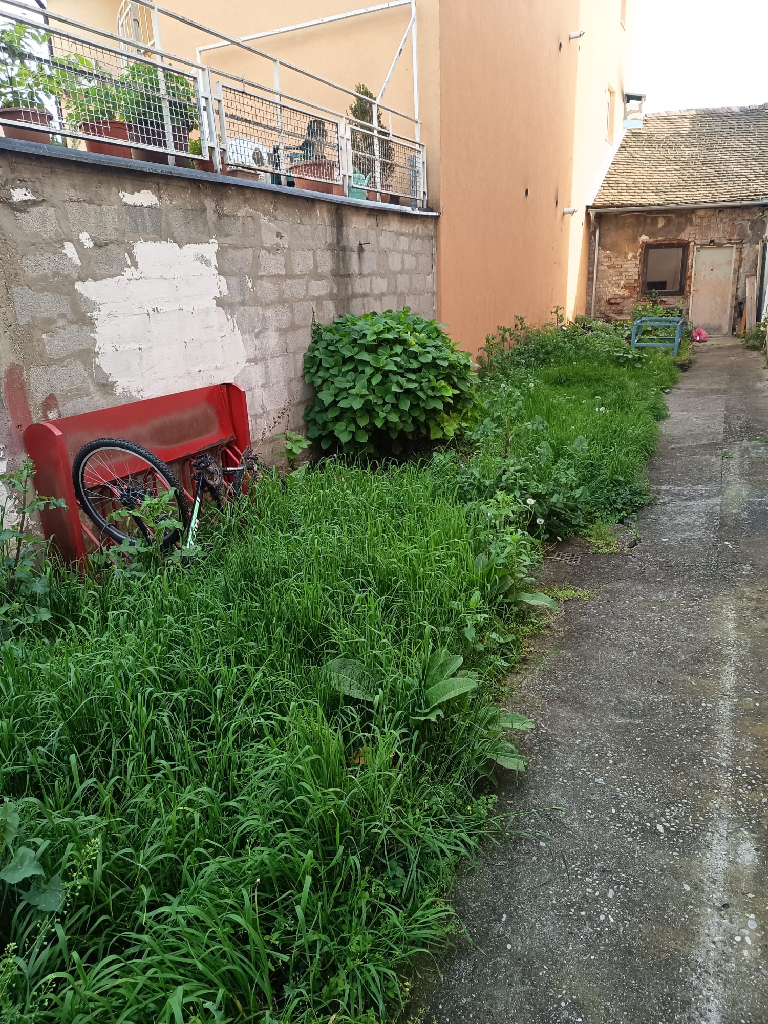 Usko dvorište u Zagrebu prije košnje, visoka trava uz zid i stazu